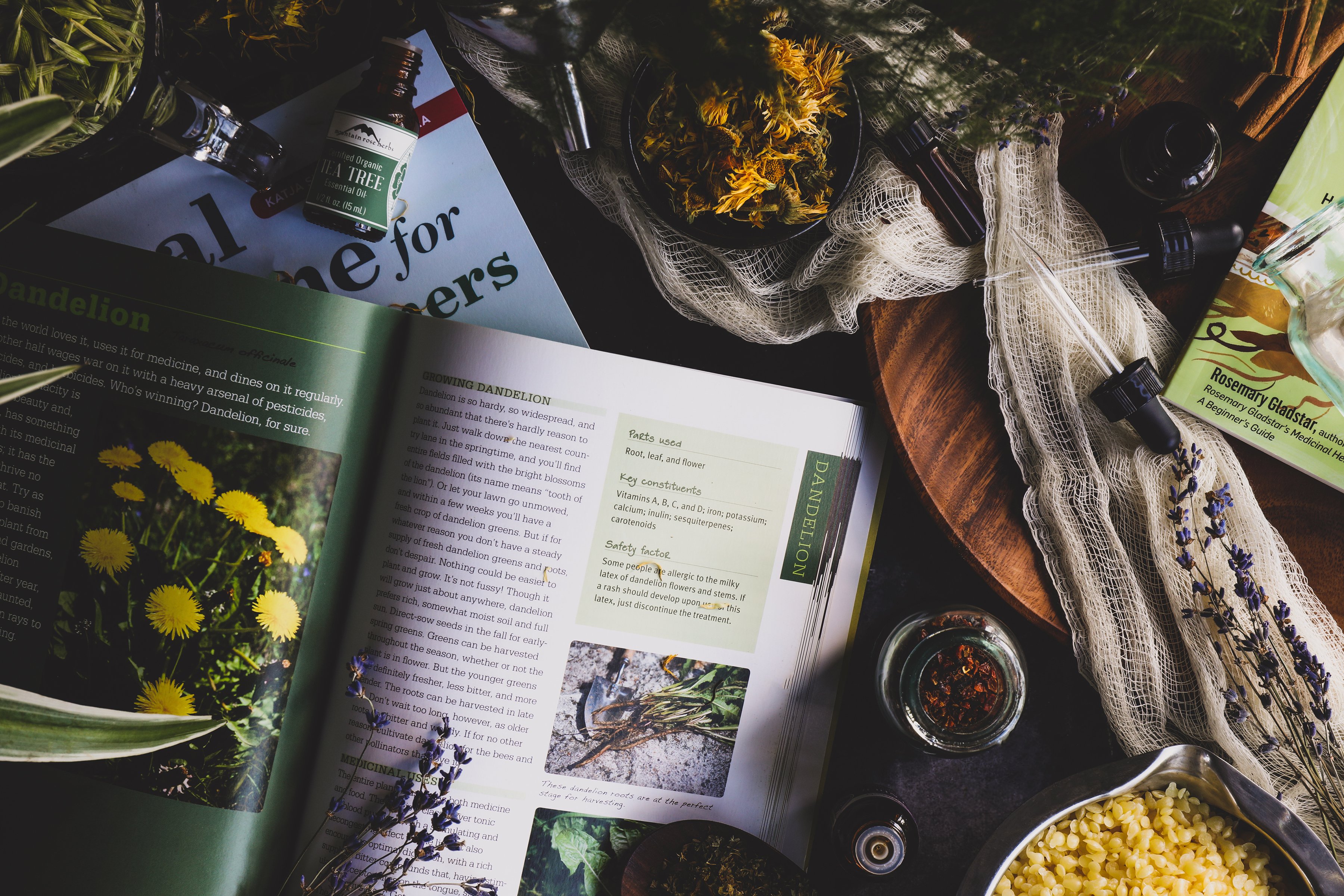 A Beginner's Guide To Herbalism